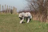 BEDLINGTON TERRIER 192